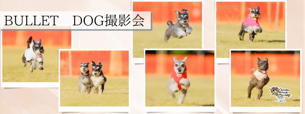 BULLET DOG撮影会