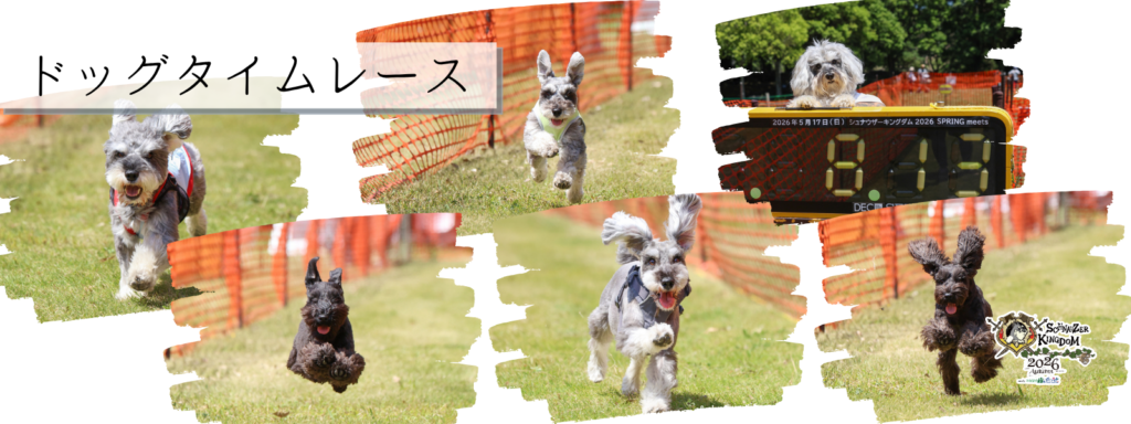 ドッグタイムレース