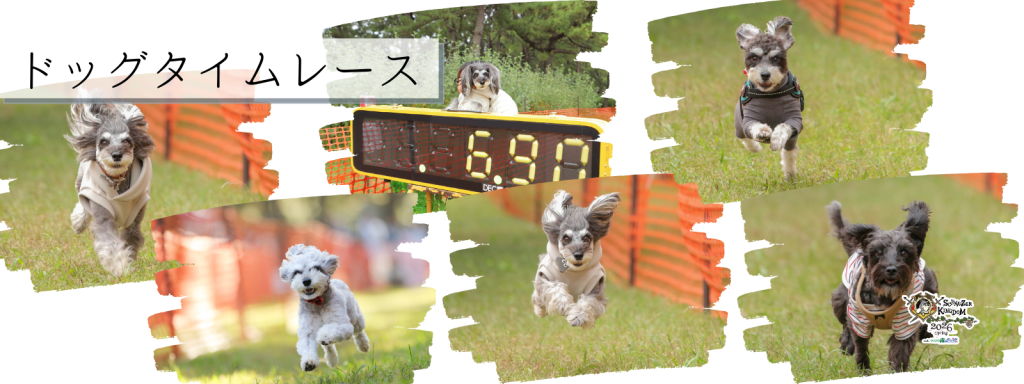 ドッグタイムレース