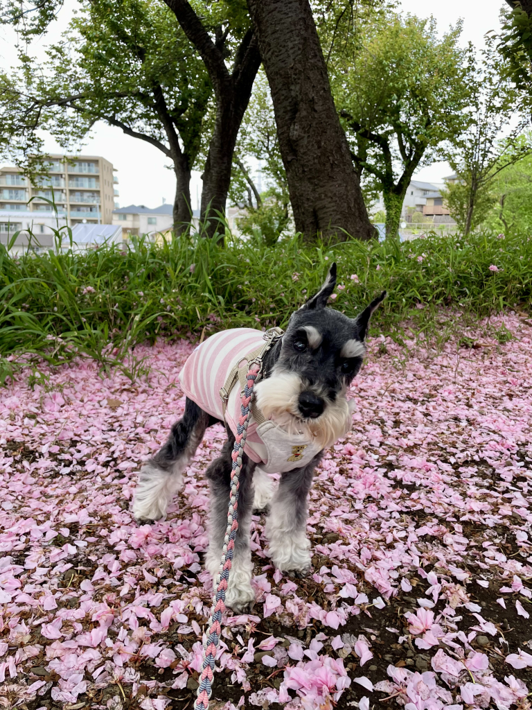 ベルちゃん