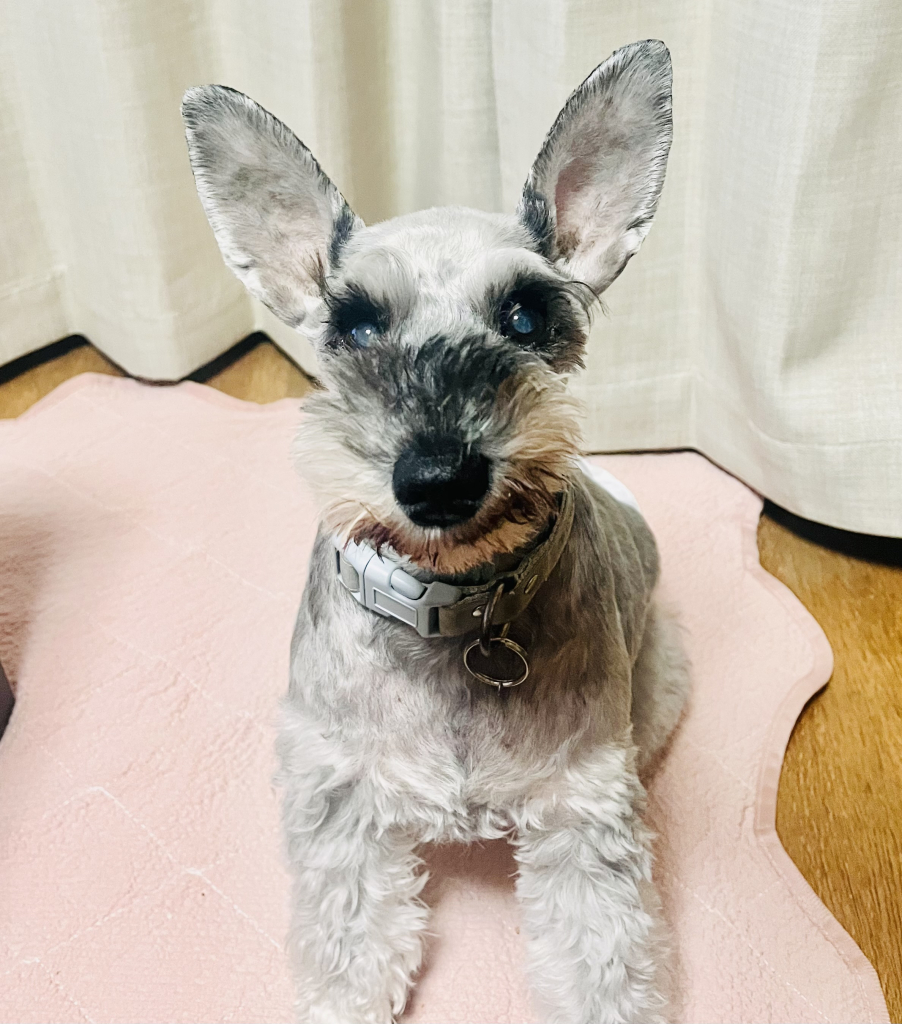 ラスクちゃん