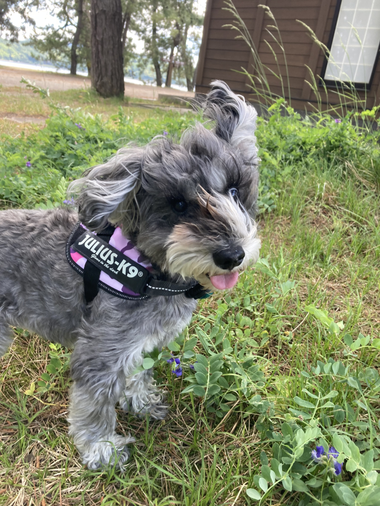 ラッキーちゃん