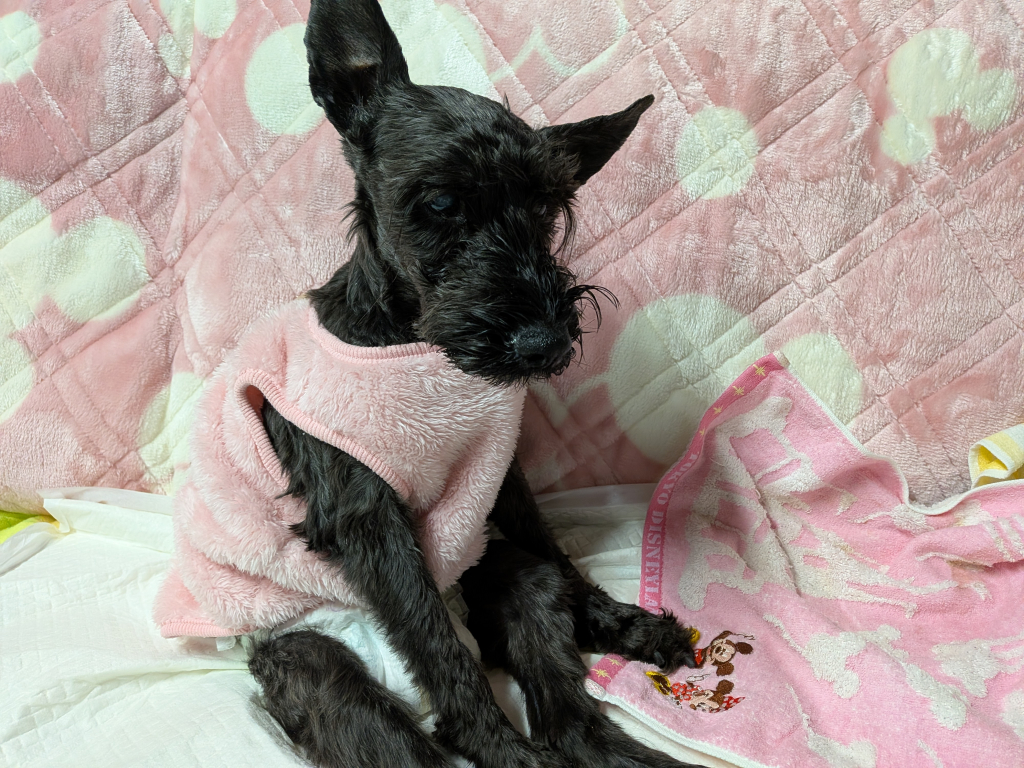 ティンクちゃん