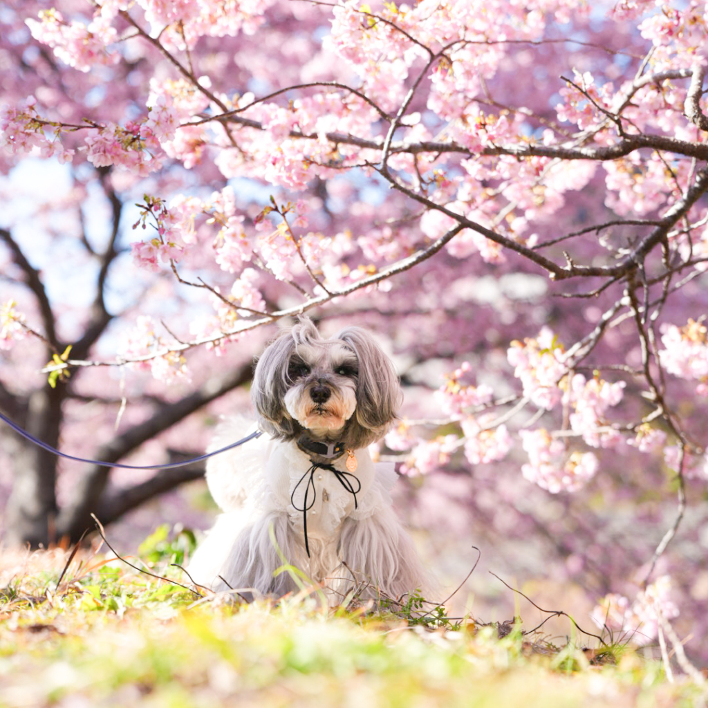 シェリーちゃん