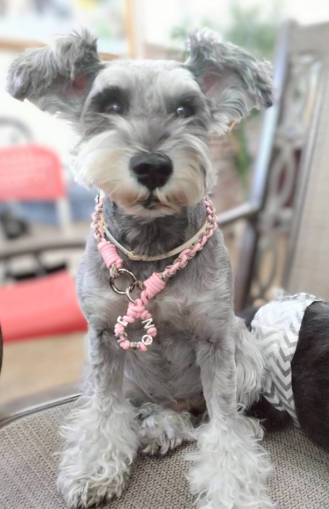 ジュノンちゃん