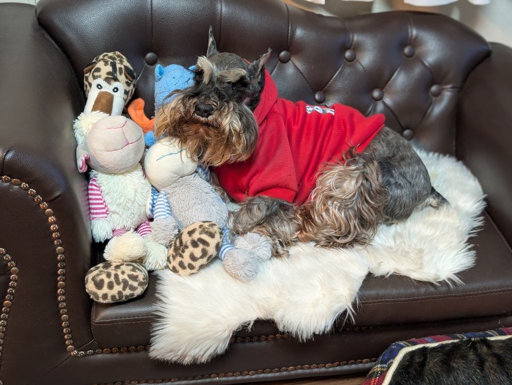 Laila（ライラ）ちゃん