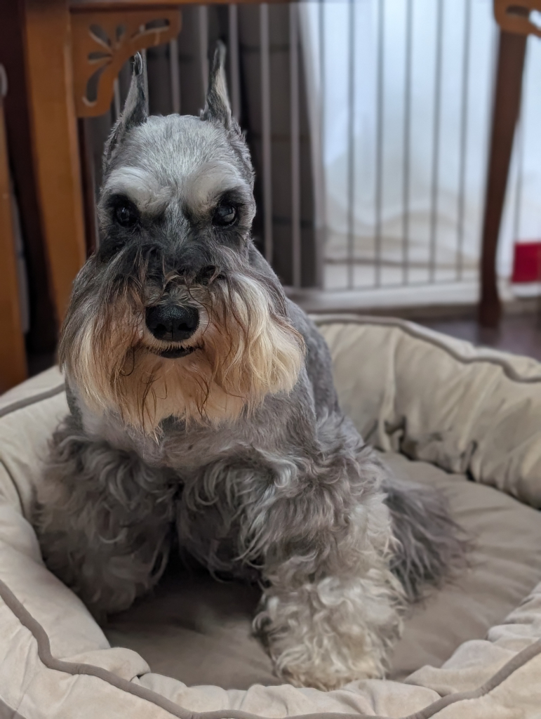 chantilly（シャンティ）ちゃん