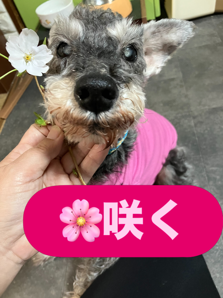 エメラルドちゃん